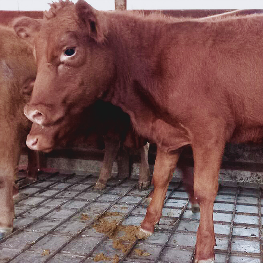 EXCITING Red Heifers Arrive in Israel in Preparation for the Third